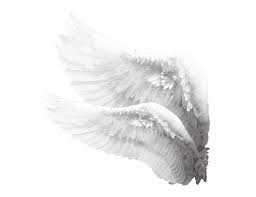 Baby Angel Wings Png Transparent Png Download 4644966 Vippng High quality cutout png images in pngwing, free and unlimited downloads. baby angel wings png transparent png