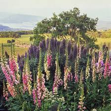 Image result for Digitalis purpurea
