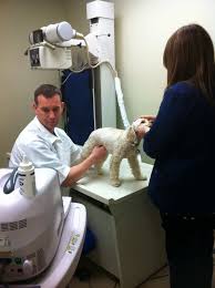 Maybe you would like to learn more about one of these? Hartland Park Animal Hospital 4750 Hartland Parkway Lexington Reviews And Appointments Topvet
