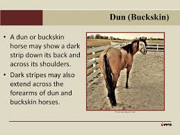 Both buckskins and duns are the result of a dilution gene acting upon a bay horse, but there are differences in produced color because they are different dilution genes. Colors And Markings Of Horses Presentation Part 2 Variations In Colors 8892 B Ppt Download