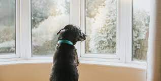 5 Ways To Teach Your Dog Not To React To The Doorbell Or Knocks