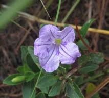Image result for Ruellia cordata