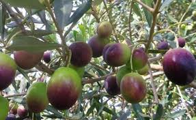 It will take about 14 days for the seeds to start growing some roots. Olive Farming Information Detailed Guide Agri Farming