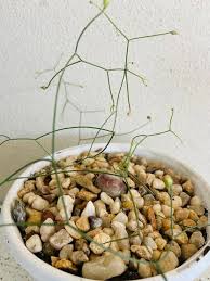 Image result for Schizobasis intricata