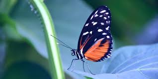 This butterfly turns into a bumblebee in bees make honey, and a cute little alien in blast off. Butterfly Pose Children Inspired By Yoga Pose Of The Week