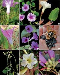 Image result for Ipomoea parasitica