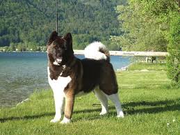 They are known for their strong guarding instincts, imposing statue, and loyalty. Sind Sie Ein Geeigneter Akita Hunde Besitzer Akita Club E V Verein Fur Akita American Akita