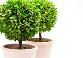 9 piante da esterno resistenti alle intemperie. Assortimento Mebo Flor Giardineria Giardineria Bozen Elmar Oberrauch Fiori Pianti