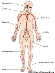 Pulse Points Nursing Assessment