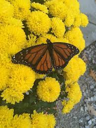 We specifically sell plants that attract butterflies. Page 3 Royalty Free Mum Flower Photos Pikist