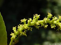 Image result for Shirakiopsis