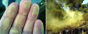 Atlanta allergy & asthma's pollen counting station is certified by the national allergy bureau. An Eze Breeze Porch Is The Best Way To Fight Spring Pollen