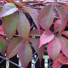 Image result for Parthenocissus quinquefolia