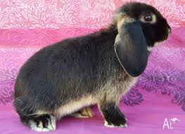 Dogs and puppies cats and kittens horses rabbits birds snakes. Pure Dwarf Lops And Mini Lop For Sale In Alma South Australia Classified Australialisted Com