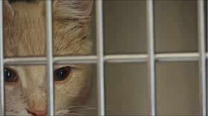 You will need to trap the cats to have them spayed or neutered, and commit to feeding and monitoring the colony. How To Help Shelters Rescue Groups Inundated With Cats Wzzm13 Com