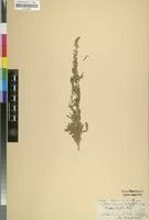 Image result for Caylusea abyssinica