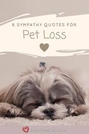  100 Best Sympathy Quotes Losing A Pet Quotes Pet Sympathy Quotes Losing A Pet