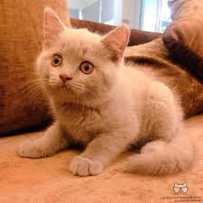 Daily Doses Of Original Cute Cat Photos Cute Cats And Kittens Kittens Cutest Cat Photo