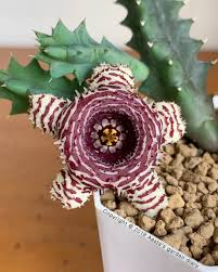 Image result for Huernia hislopii
