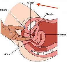 It's been an absolute pleasure and a privilege to be your duke. What Is The G Spot Actual Science And Practical Tips Lioness