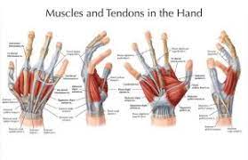 A tendon or sinew is a tough band of fibrous connective tissue that connects muscle to bone and is capable of withstanding tension. Hands Structure Function Bones Nerves Muscles Anatomy Science Online