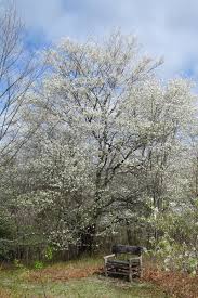 Tell us about your favorites in the comment section below! Native White Flowering Trees For Spring Csmonitor Com