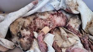 They were abandoned like garbage, their skin rotted and stank, waiting to  die, God bless them - YouTube