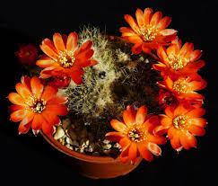 Image result for Jamesbrittenia burkeana