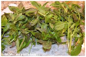 Maybe you would like to learn more about one of these? Two Men And A Little Farm Cut Basil Turning Black