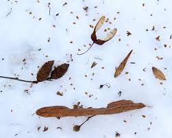 Includes images of bark, twigs, leaves, reproductive organs as well as distribution maps. Tree Fruit And Seed Identification Naturally Curious With Mary Holland