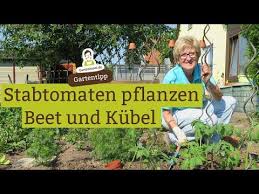 Tomaten Ins Freie Pflanzen Stabtomaten In Beete Und Kubel Pflanzen Dungen Mit Brennesseln Youtube In 2020 Pflanzen Garten Pflanzen Gartentipps