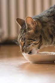 How To Tell If Canned Cat Food Is Spoiled Canned Cat Food Cat Food Dry Cat Food