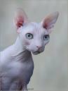 Sphynx cat - Wikipedia
