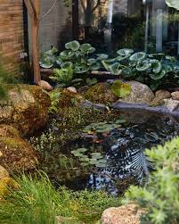 Image result for Lankesteria alba