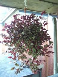 Here are different houseplants you can grow in a variety of spaces. House Plant With Purple Leaves Novocom Top