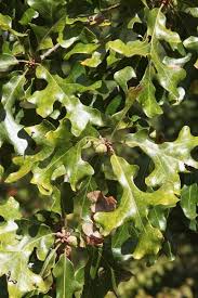 Image result for Quercus