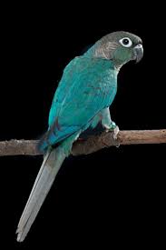 Bird With Red Cheeks Turquoise Green Cheek Conure Pet Birds Conure Bird Parrot Pet