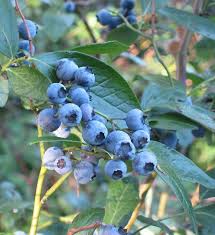 Image result for Vaccinium madagascariense