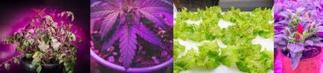 The product package/box has some helpful tips like recommended plants per led grow light type and how many inches to place the light from the plant. Where To Buy Grow Lights Buying Guide For Beginners Best