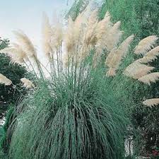 Ornamental Grass Seeds For Sale 12 Varieties Perrenial Grasses Ornamental Grasses Pampas Grass Seed