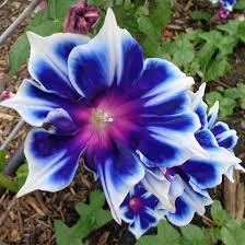 Image result for Ipomoea kituiensis