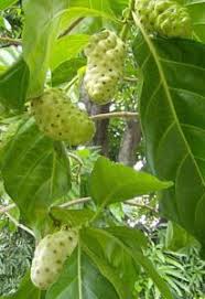 10 Buah Paling Langka Di Dunia Pohon Buah Menanam Buah