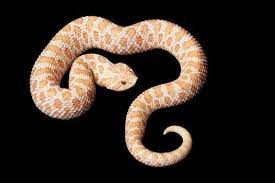 Western Hognose Snake Care Sheet Reptiles Magazine