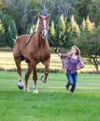 The height of american quarter horses. Qoxaqxopvqy9om