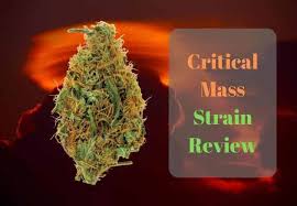Critical mass is a indica cannabis strain. Critical Mass Strain Review May 2021 Best Seed Bank