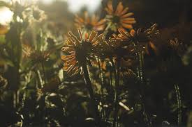 I am also a children's book illustrator, a portrait artist, and a paranormal investigator. New Flower Farm In Beverly Produces Local Sustainably Grown Flowers Northshore Magazine