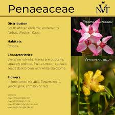 Image result for Penaeaceae