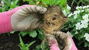 Transplanting Guide When And How To Transplant Flowers Vegetables