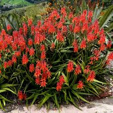 Image result for Aloe carnea