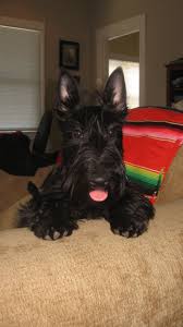 Southern scotties is one of the top scottish terrier breeders in the us, offering sottish terrier puppies for sale over 12 years now. Scottish Terriers For Sale Scottish Terrier Breeder Scottish Terrier Scottie Terrier Scottish Terrier Puppy